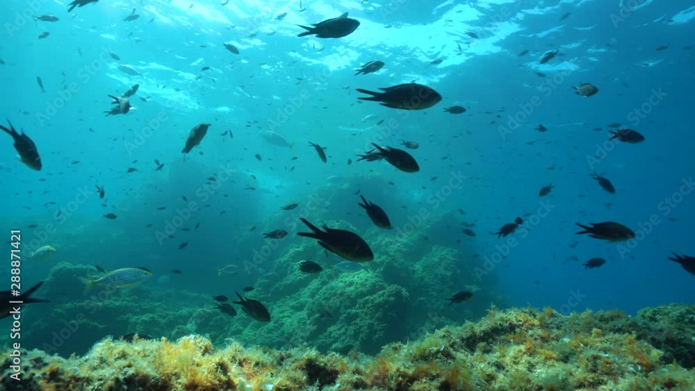 Many fish (mostly damselfish) in the Mediterranean sea, underwater seascape, France, Occitanie, Pyrenees-Orientales Many fish (mostly damselfish) in the Mediterranean sea, underwater seascape, France, Occitanie, Pyrenees-Orientales