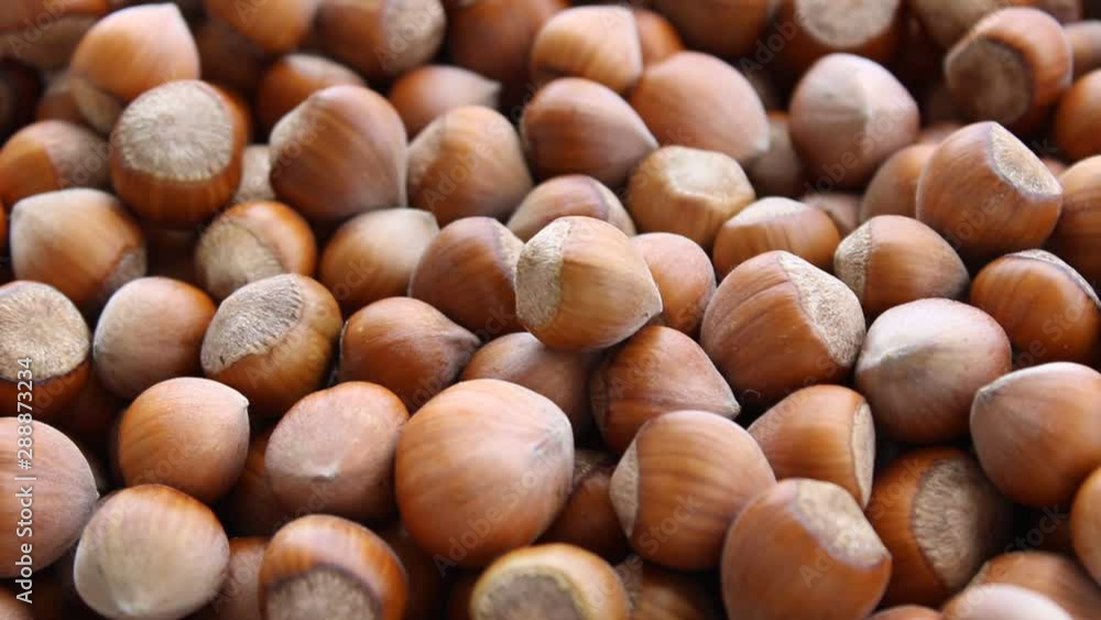 fresh hazelnuts ofrom black sea region fresh hazelnuts ofrom black sea region