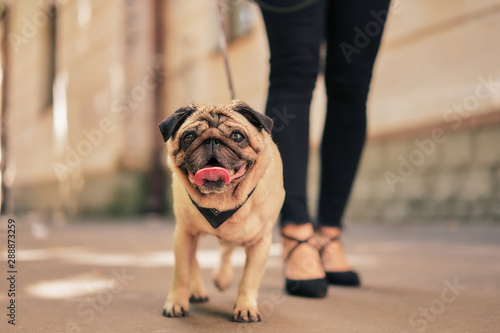 woman walks with dog pug