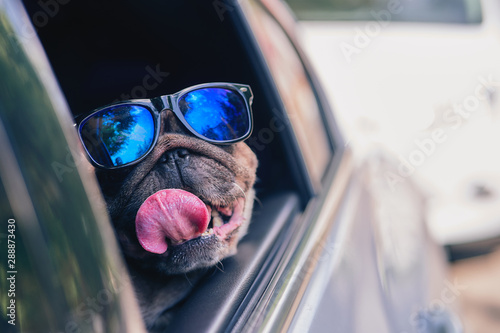 pug dog in sunglasses looks out of a car window