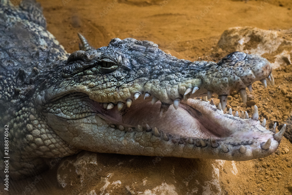 A Nile crocodile (Crocodylus niloticus) with its mouth opened showing teeth A Nile crocodile (Crocodylus niloticus) with its mouth opened showing teeth