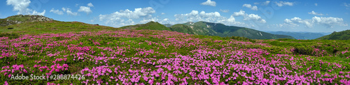 Blossoming slopes  rhododendron flowers   of Carpathian mountains.