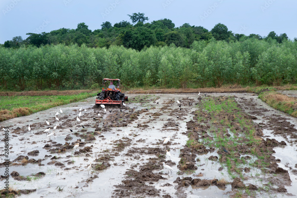Fototapeta premium Farmer using tractor to preparing rice field.