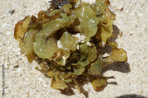 braune und grüne algen auf mauritius