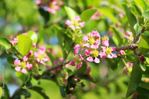 The beauty of the pink cherry blossoms reflects the warm sunlight in the evening