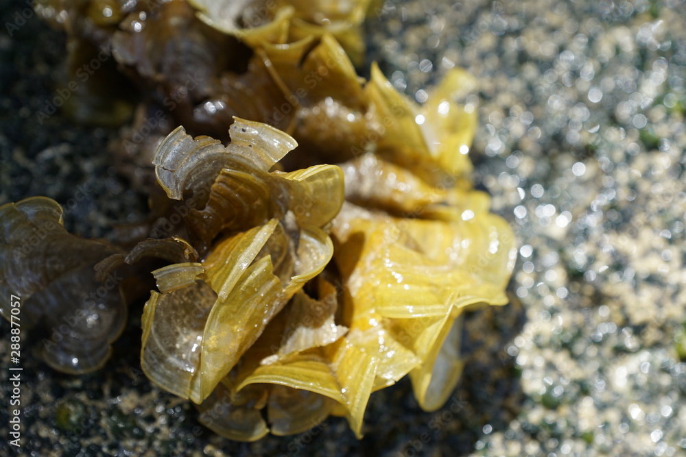 Grüne und braune algen an einem Strand auf Mauritius Grüne und braune algen an einem Strand auf Mauritius
