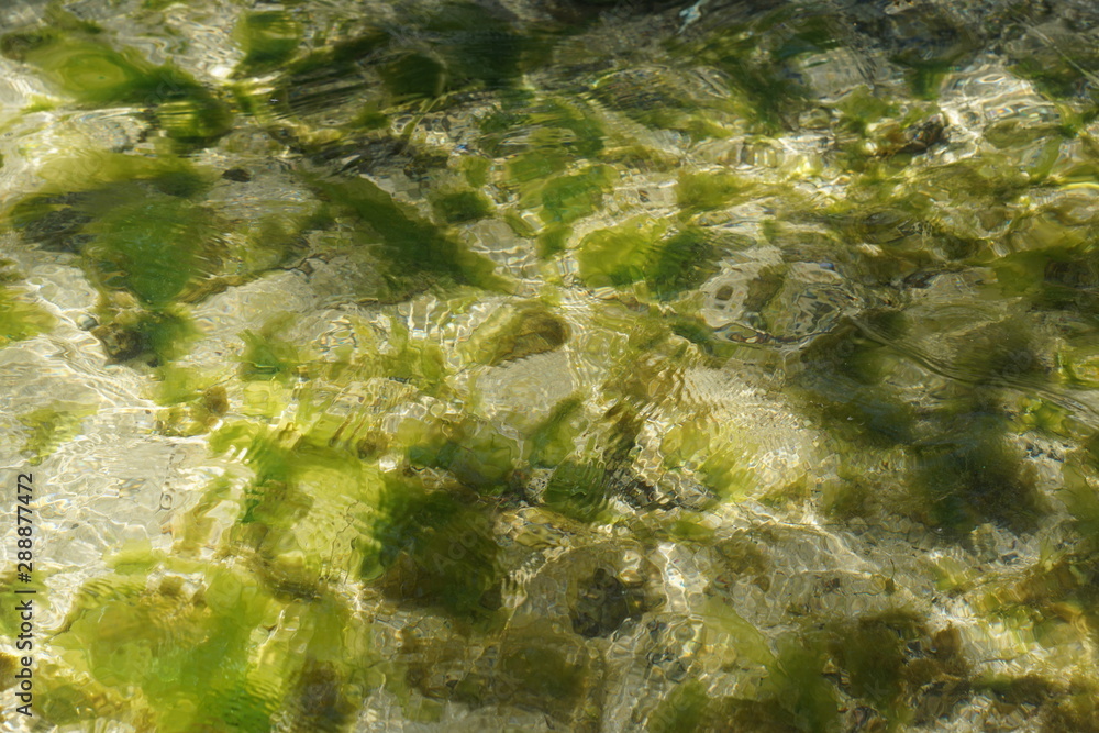 Grüne und braune algen an einem Strand auf Mauritius Grüne und braune algen an einem Strand auf Mauritius