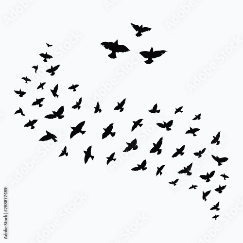 Bilde på lerret Silhouette of a flock of birds
