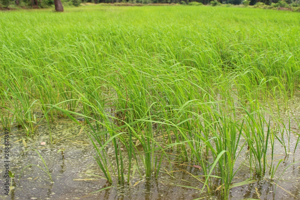 Obraz premium Jasmine rice plants are growing in paddy fields that have a lot of water due to rain