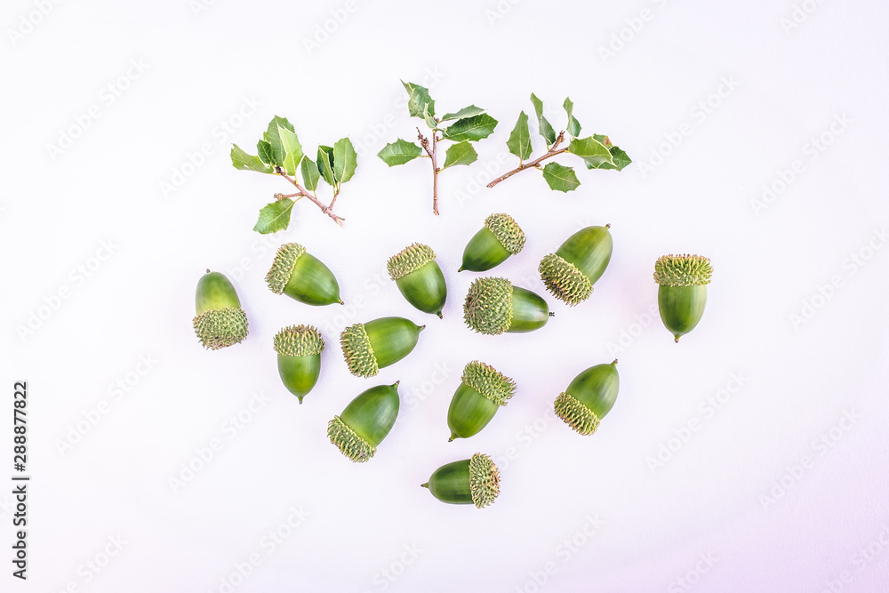 tree with green leaves isolated on white background tree with green leaves isolated on white background