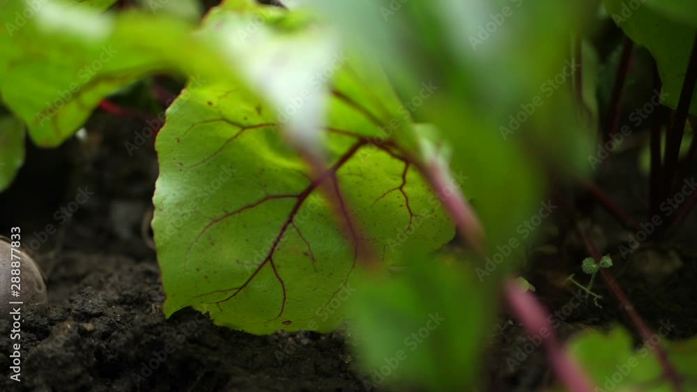 man pulls beets out of the ground. Slow motion man pulls beets out of the ground. Slow motion