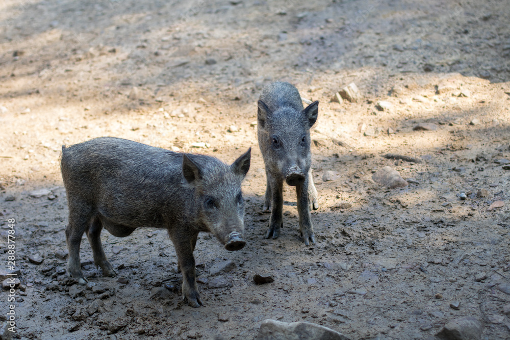 herd of wild boars in the forest, adult and baby boars herd of wild boars in the forest, adult and baby boars