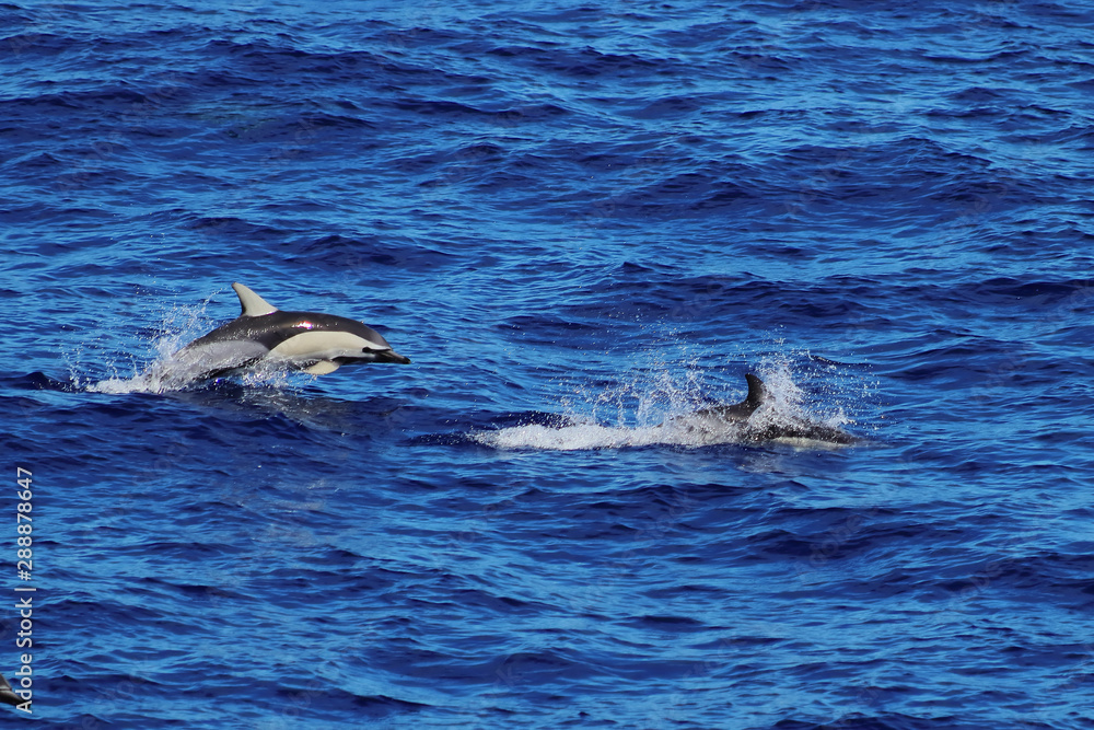 Fototapeta premium Dolphins swimming and jumping in the ocean. Common dolphin Delphinus delphis in natural habitat. Marine mammal in North Pacific ocean.