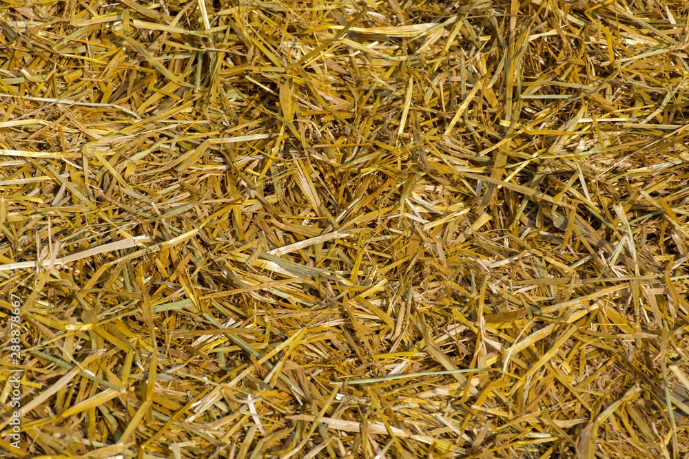 fresh straw scattered on the ground fresh straw scattered on the ground
