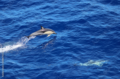 Dolphins swimming and jumping in the ocean. Common dolphin Delphinus delphis in natural habitat. Marine mammal in North Pacific ocean. © Nick Kashenko