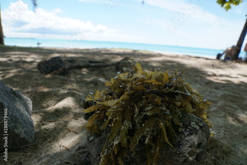braune und grüne algen auf mauritius