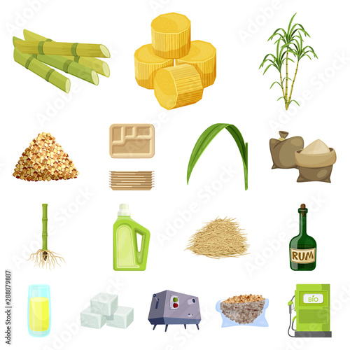 Vector design of sugarcane and cane symbol. Set of sugarcane and field stock symbol for web.