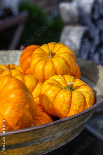 Ripe orange pumpkins in a bowl. Harvest festival  squash close-up