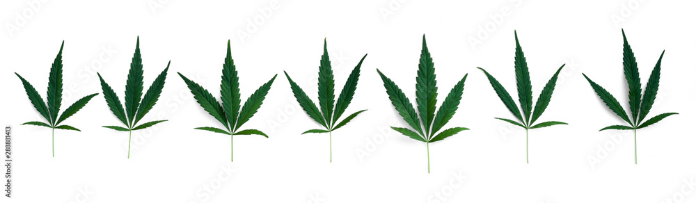Seven cannabis leaves isolated on a white background. Panoramic view. Seven cannabis leaves isolated on a white background. Panoramic view.