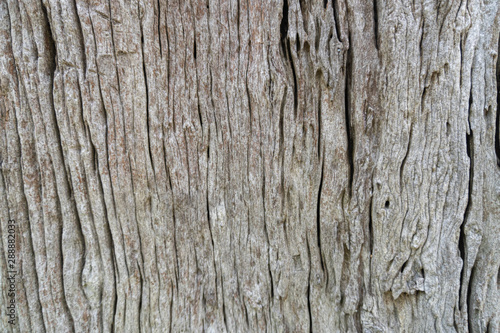 Decorative Old wooden wall and windows background texture, natural wallpaper pattern. selective focus