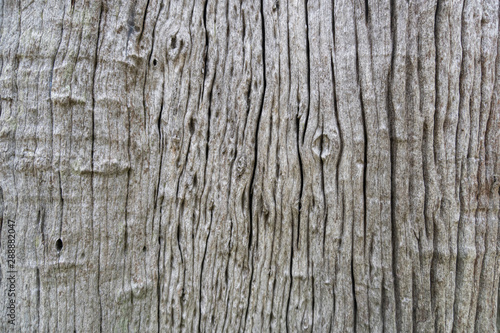 Decorative Old wooden wall and windows background texture, natural wallpaper pattern. selective focus
