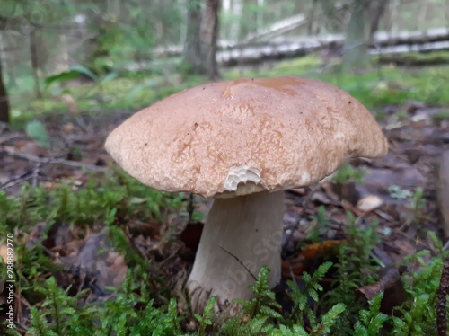 Boletus growing in the woods. Edible forest mushroom. Selective focus. Mobile photography.