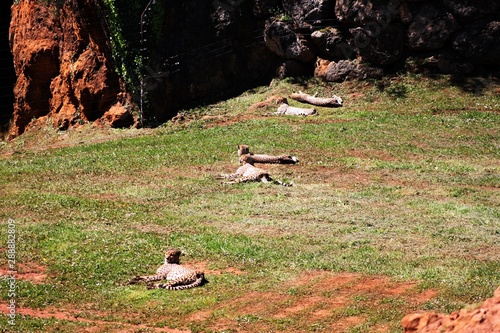 Guepardos tumbados al sol