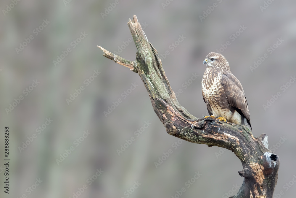 Common buzzard close up portrait sitting on the brach in the forest
