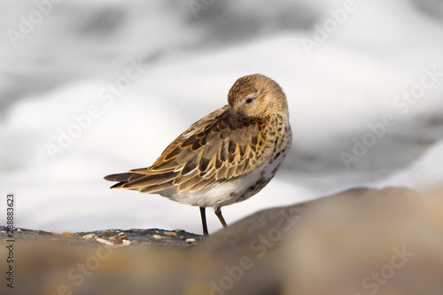 Dunlin at sea, Sandpiper