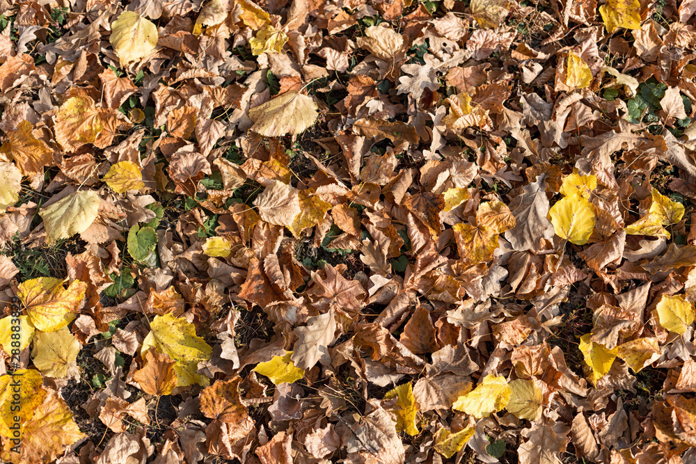 Dry fallen tree leaves on the ground. Beautiful autumn background