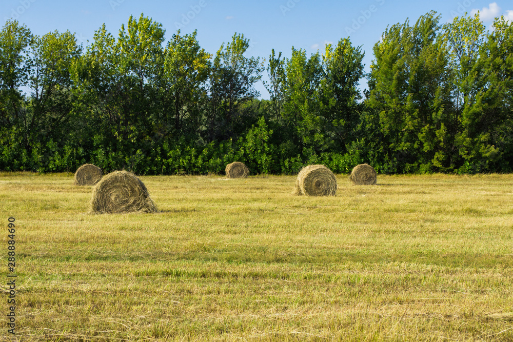 Autumn harvest. Harvesting forage for livestock. Haystacks in the field against the forest. Agricultural Landscape. Autumn harvest. Harvesting forage for livestock. Haystacks in the field against the forest. Agricultural Landscape.