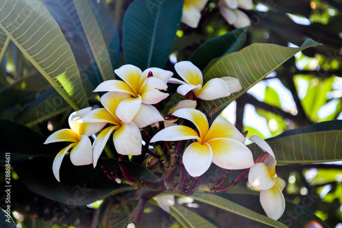 white frangipani flowers in the garden