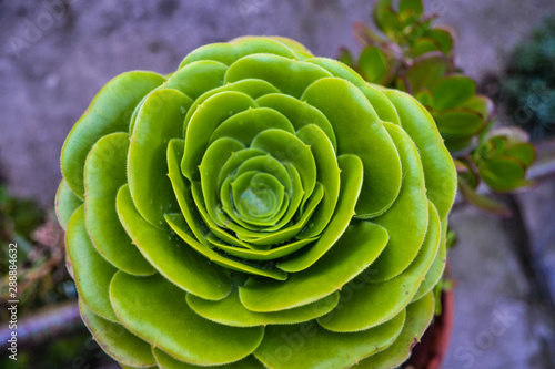 Green flower