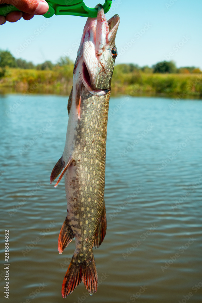 Common pike or Esox lucius on Lip Grip. Pike caught on a small river. Fish  closeup. Soft selective focus. Stock Photo