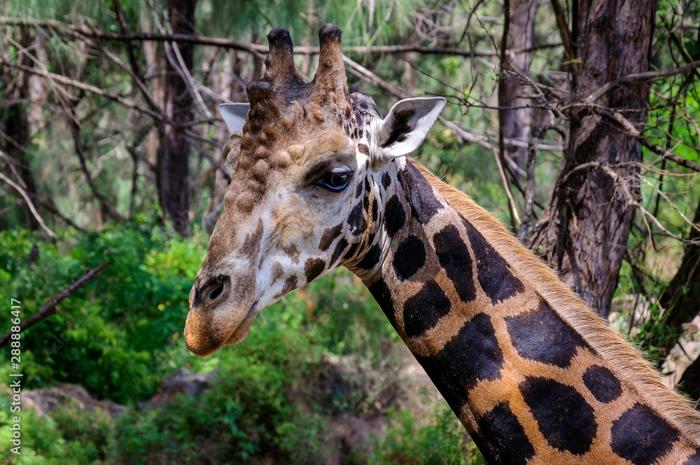 Obraz premium Giraffe's head close portrait