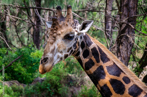 Photography Giraffe's head close portrait