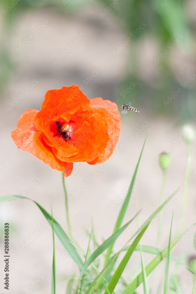 Fototapeta premium Mohn mit Schwebfliege