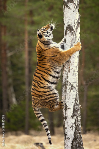 Tableau sur toile Siberian tiger is a Panthera tigris tigris population in the Russian Far East an