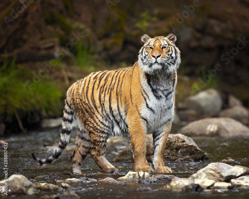 Siberian tiger is a Panthera tigris tigris population in the Russian Far East and Northeast China and possibly North Korea © Milan