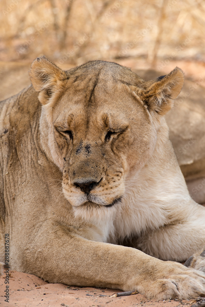 Lion, lionne, Panthera leo, Parc national du Kalahari, Afrique du Sud Lion, lionne, Panthera leo, Parc national du Kalahari, Afrique du Sud
