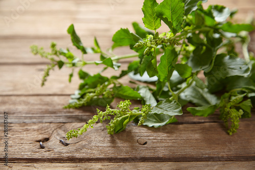 fresh herb basil leave on wooden table