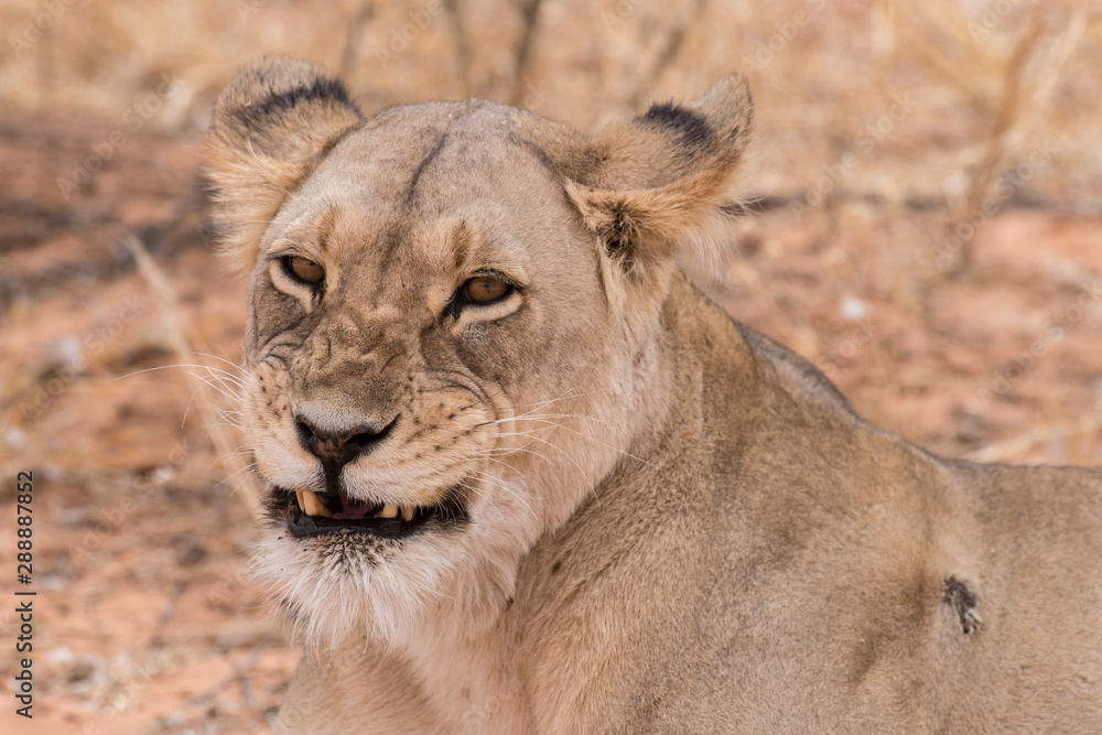 Lion, lionne, Panthera leo, Parc national du Kalahari, Afrique du Sud Lion, lionne, Panthera leo, Parc national du Kalahari, Afrique du Sud