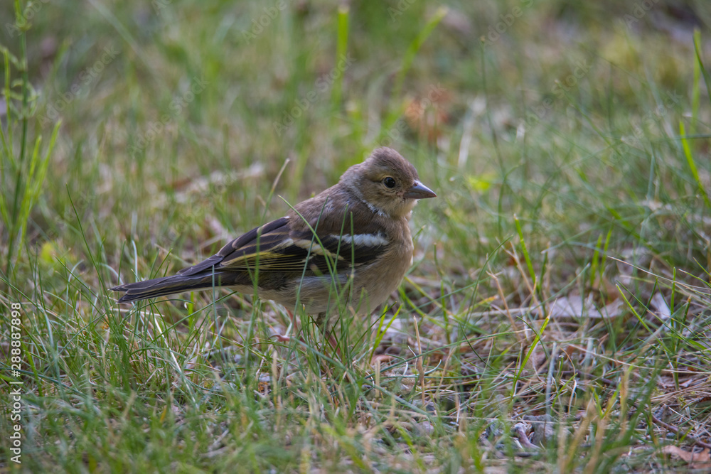 Juvenile goldfinch at Drottningholm island, Stockholm, Sweden Juvenile goldfinch at Drottningholm island, Stockholm, Sweden