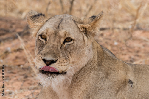 Lion  lionne  Panthera leo  Parc national du Kalahari  Afrique du Sud