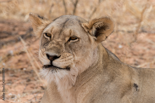 Lion  lionne  Panthera leo  Parc national du Kalahari  Afrique du Sud