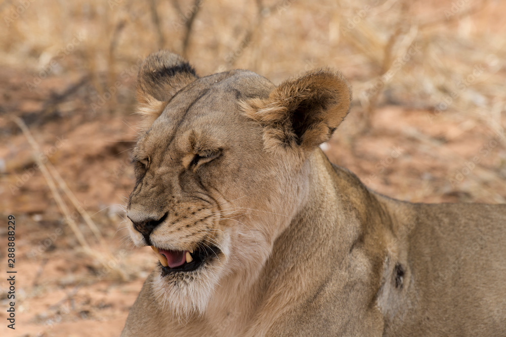 Lion, lionne, Panthera leo, Parc national du Kalahari, Afrique du Sud Lion, lionne, Panthera leo, Parc national du Kalahari, Afrique du Sud