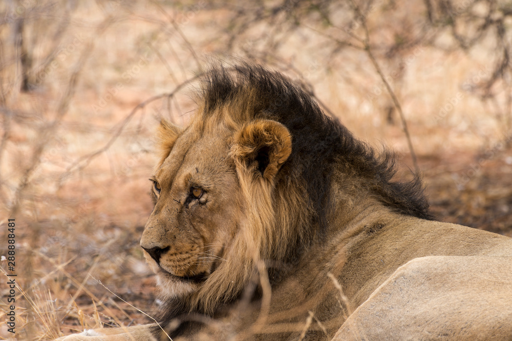 Lion, Panthera leo, Parc national du Kalahari, Afrique du Sud Lion, Panthera leo, Parc national du Kalahari, Afrique du Sud