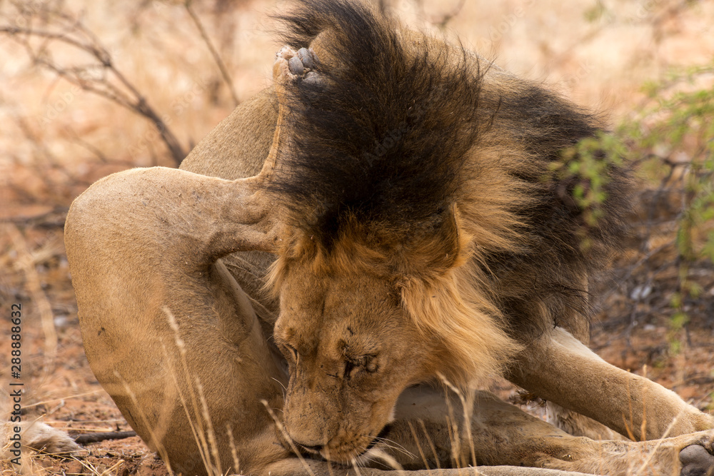 Lion, Panthera leo, Parc national du Kalahari, Afrique du Sud Lion, Panthera leo, Parc national du Kalahari, Afrique du Sud