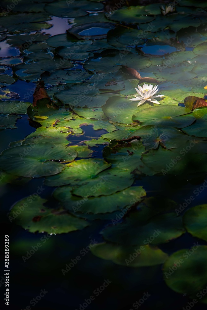 Fototapeta premium モネの池に似た池