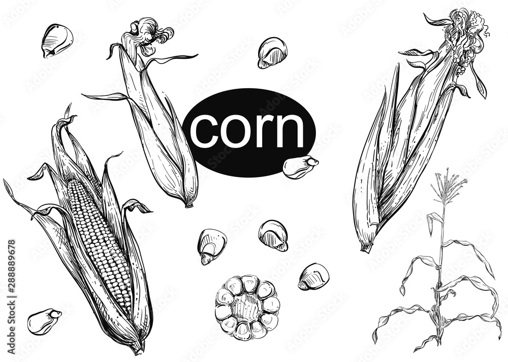 Detailed hand drawn ink black and white illustration set of of corn, grain, stalk, leaf. sketch. Vector. - obrazy, fototapety, plakaty 